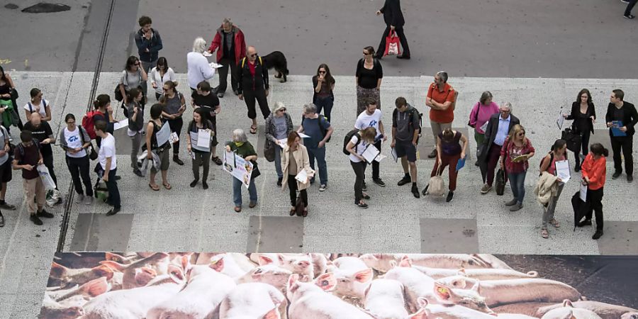 Der Nationalrat debattiert am Dienstag über die Massentierhaltungsinitiative. Die vorberatenden Kommission empfiehlt ihrem Rat, sich für eine Ablehnung der Initiative auszusprechen.