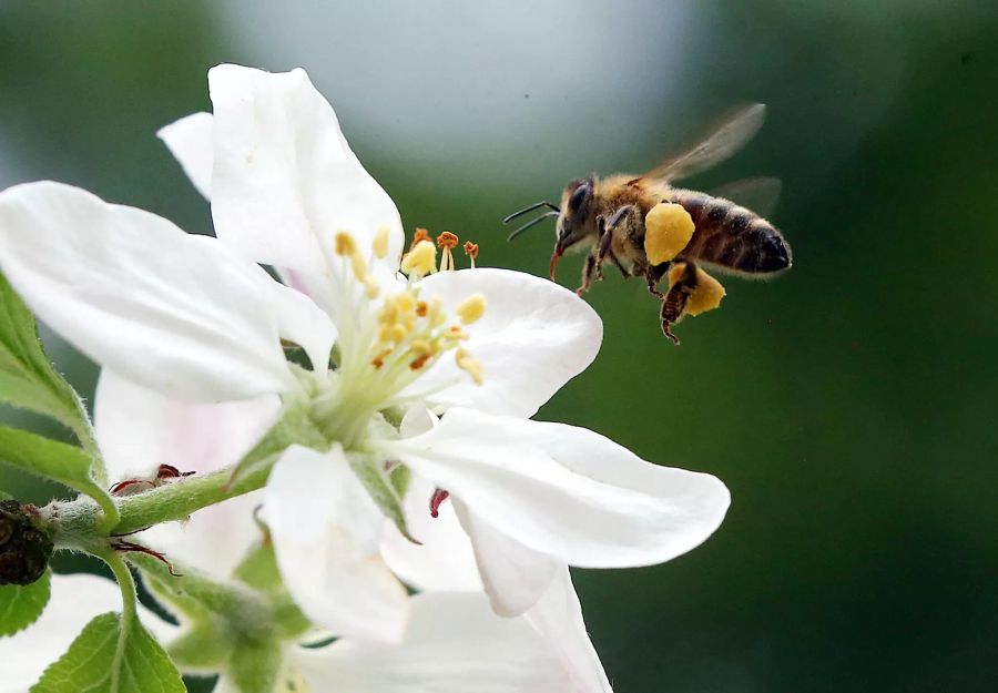 Bienen