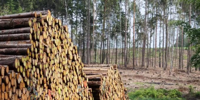 Hamburg - Greenpeace sieht grosse Waldschäden nach Extremsommern