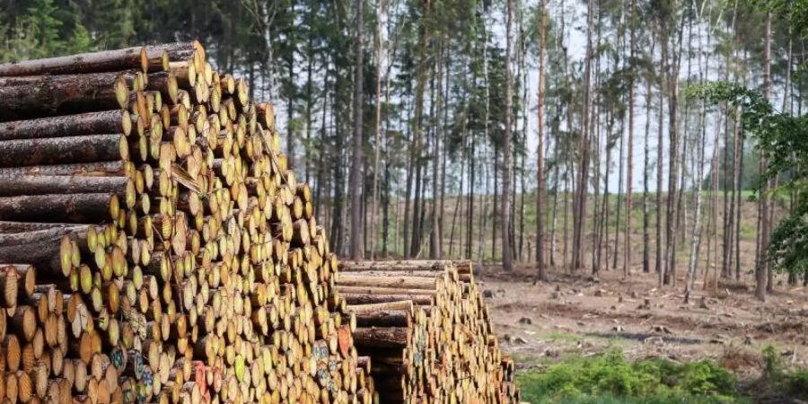 Baumstämme auf einem Polter in einem Wald auf einer Kammlage im Erzgebirge. Foto: Jan Woitas/dpa