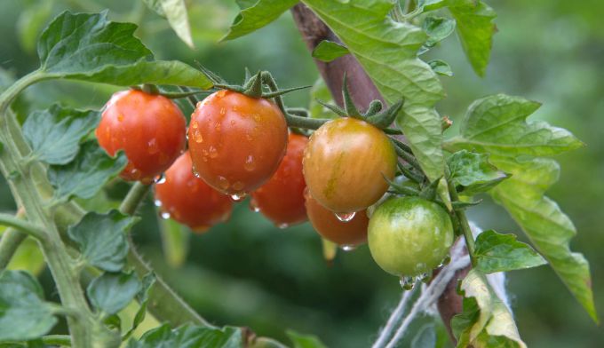 Auch Tomatenpflanzen riechen aromatisch, aber erst, wenn man sie berührt. Tomate Pflanze Blätter Wassertropfen Duft