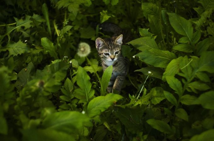 Eine Katze, die im Garten jagt, kann sich mit gefährlichen Lungenwürmern infizieren. Katze Garten Löwenzahn Pflanzen grün