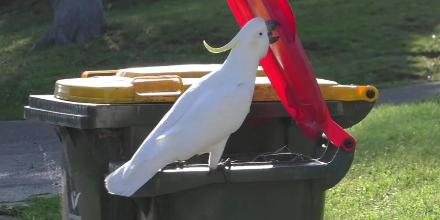 Ein australischer Gelbhaubenkakadu öffnet mit seinem Schnabel eine Mülltonne.