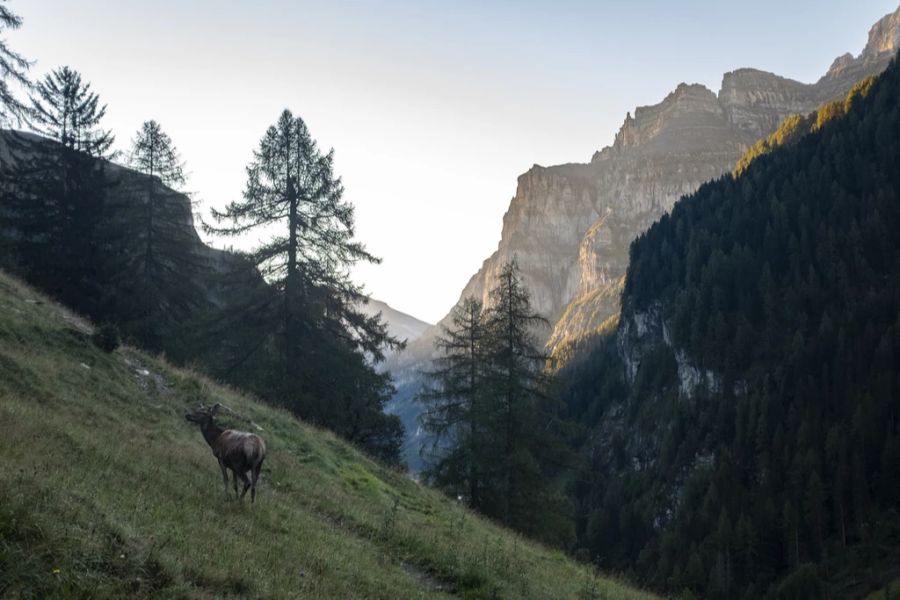 Der Tierschutz ist empört: «Aus unserer Sicht verstösst das ganz klar gegen das Tierschutzgesetz und jegliche Jagdethik.» (Symbolbild)