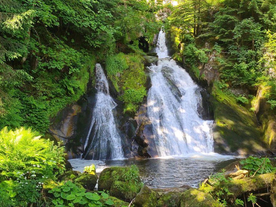 Wasserfall See Wald Schwarzwald