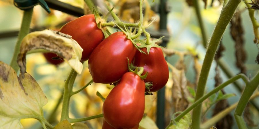 Die Tomatenernte hat derzeit Hochsaison - leider auch ihr Befall mit Schädlingen. Hobbygärtner sollten die Pflanzen im Blick behalten.