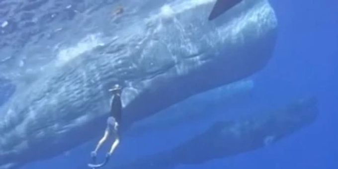 «Unbeschreiblich» - Hier schwimmt Bachelor Kenny mit Meeresgiganten