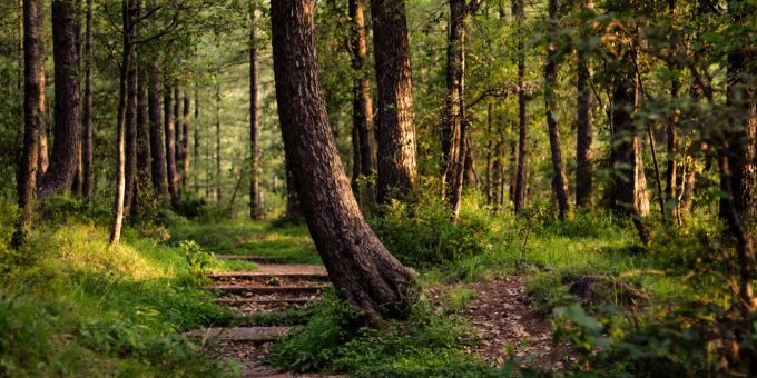 Eine Frau wurde bei einem Spaziergang im Käferbergwald vergewaltigt. (Symbolbild) Vergewaltigung Käferbergwald