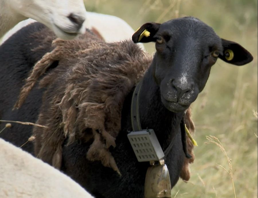 Der Lösungsvorschlag ist simpel: In einer grauen Box am Halsband trägt das Schaf künstliche Wolfspheromone – damit sollen Risse durch das Raubtier verhindert werden.