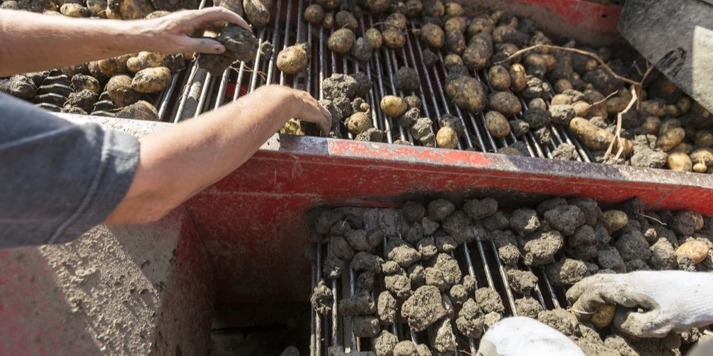 Immer mehr Schweizer Produzenten wenden sich vom Kartoffel-Anbau ab