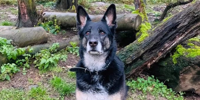 Tier des Monats: Jessy ist aufmerksam und neugierig.