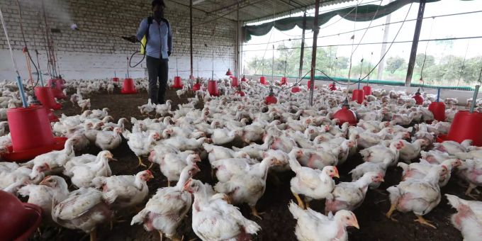 In Indien grassiert die Vogelgrippe H5N1. Vogelgrippe H5N1 Indien