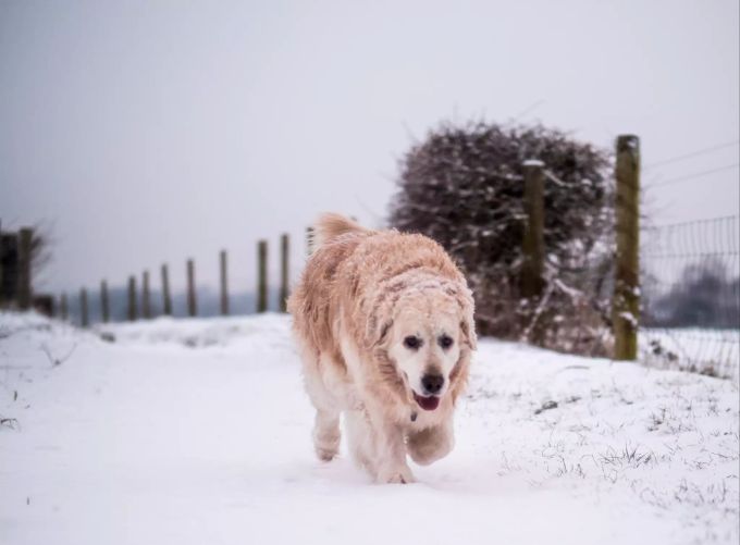 Ohren, Schwanz und Pfoten sind beim Hund besonders kälteempfindlich. Hund rennt durch den Schnee.