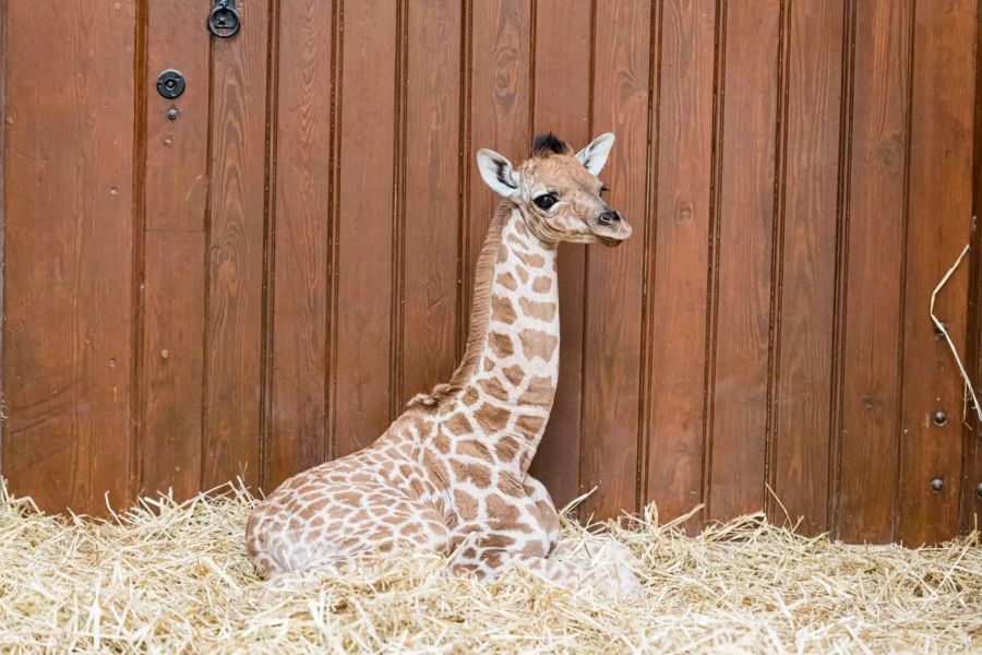 Giraffenbaby