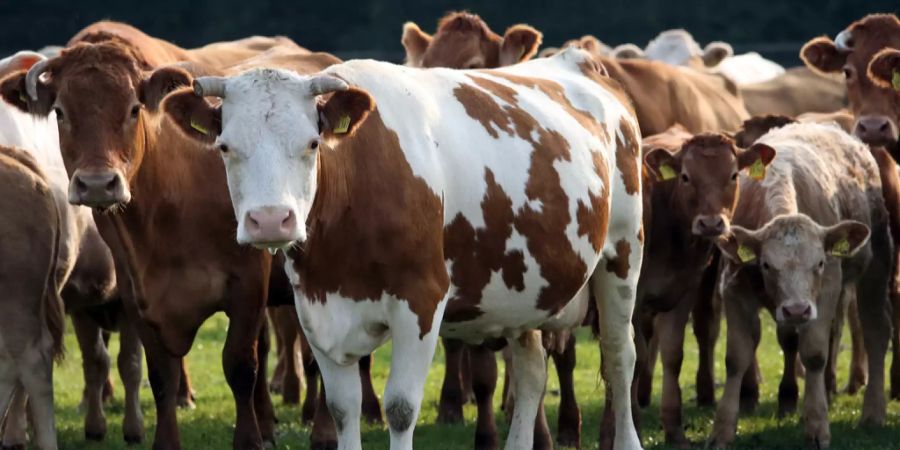 Sogar Veganer können die Idee nachvollziehen. Doch wird die gewaltsame Tötung kritisiert.