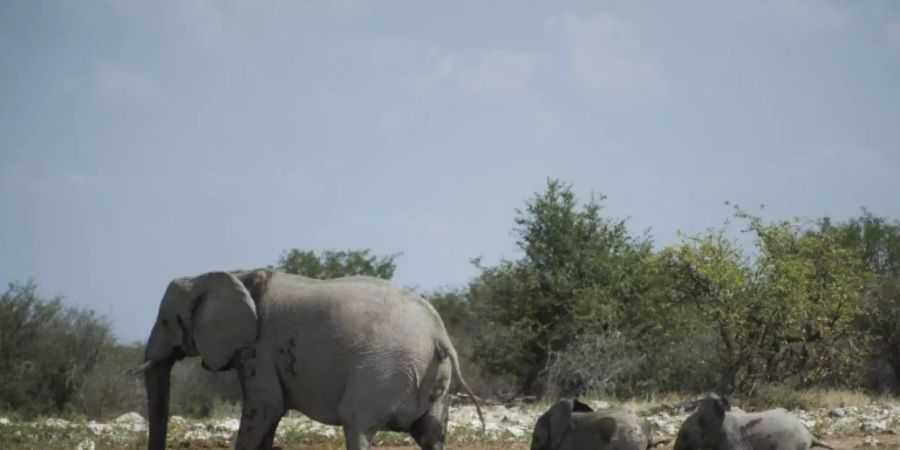 Elefanten in Namibia