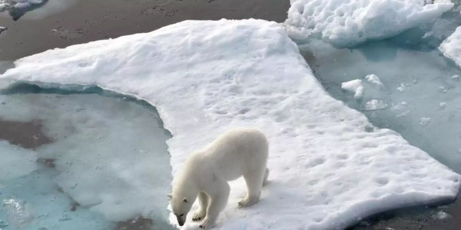 Ein Eisbär steht im Nordpolarmeer auf einer Eisscholle. Foto: Ulf Mauder/dpa/Archivbild