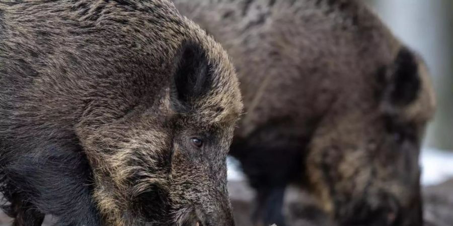 Nach dem Fund eines an der Afrikanischen Schweinepest verendeten Wildschweins in Brandenburg gehen die Experten des Versicherers Münchener und Magdeburger Agrar von weiteren infizierten Tieren aus. Foto: Lino Mirgeler/dpa