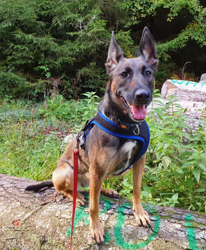 Malinois-Hündin Sky sucht ein neues Zuhause. Malinois-Hündin Sky sucht ein neues Zuhause.