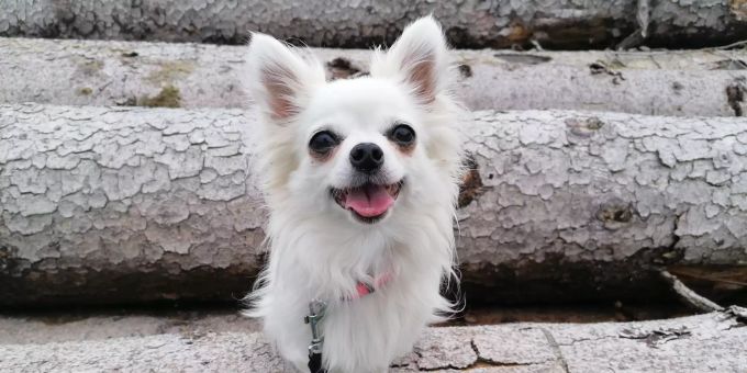 Chihuahua-Dame «Bella» ist aktuell im Tierheim Strubeli in Volketswil zu Hause. Tier des Monats
