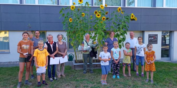 Wer mit wachem Blick durch die Dörfer streift, kann viele schöne Exemplare entdecken. Sonnenblumenwettbewerb