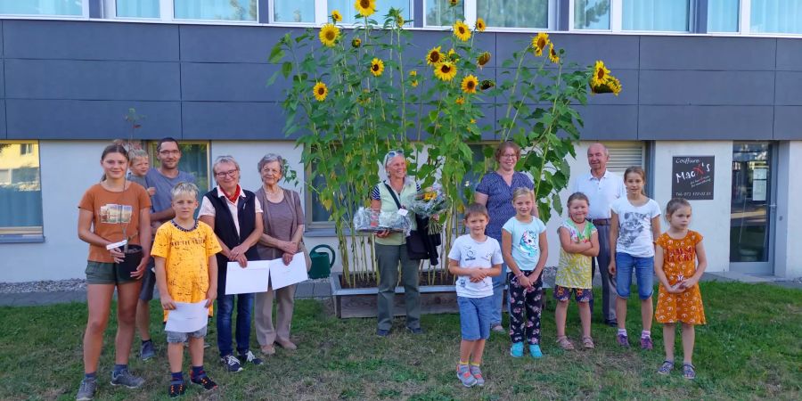 Sonnenblumenwettbewerb