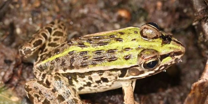 Der Frosch Pelophylax nigromaculatus kann mangels Zähnen seine Beute vor dem Verschlucken nicht töten, sondern nutzt dazu seinen Verdauungstrakt. Der Frosch Pelophylax nigromaculatus kann mangels Zähnen seine Beute vor dem Verschlucken nicht töten, sondern nutzt dazu seinen Verdauungstrakt.