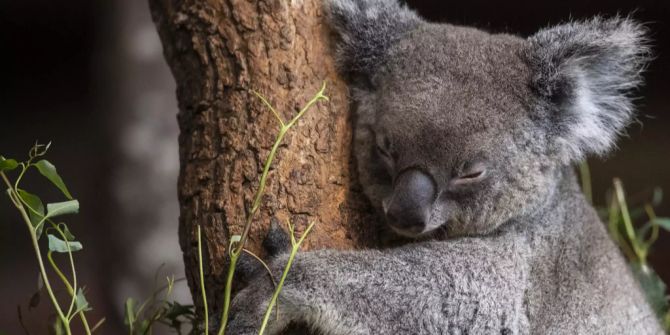 Koala