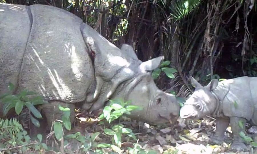 Java-Nashorn Jungtier Indonesien