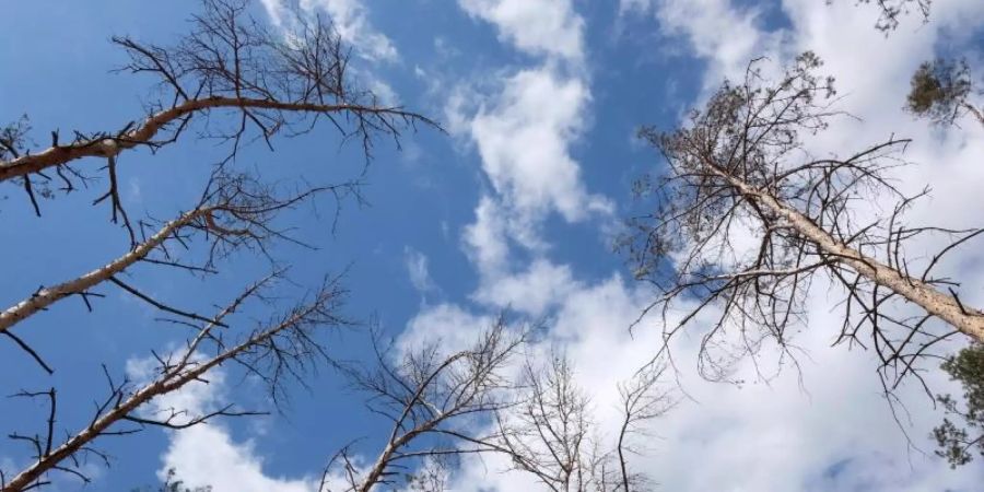 Abgestorbene Bäume in einem Kiefernwald in Nordsachsen. Häufigkeit und Ausmass aufeinanderfolgender Dürren nehmen Forscher zufolge bis zum Ende des Jahrhunderts in Mitteleuropa zu, wenn die Treibhausgasemissionen nicht reduziert werden. ). Foto: Sebastian Willnow/dpa-Zentralbild/dpa