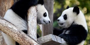 Berlins Panda-Zwillinge werden ein Jahr alt