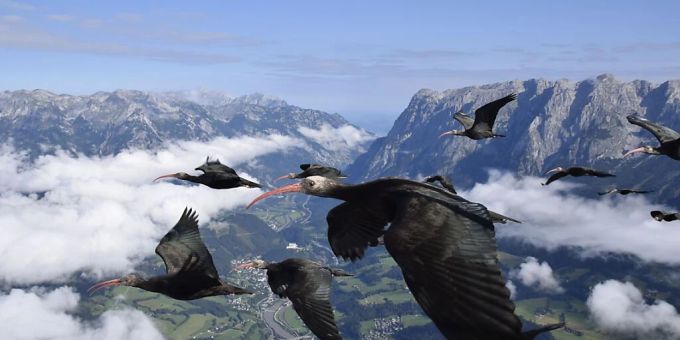 Waldrappe im Flug. Waldrappe im Flug.