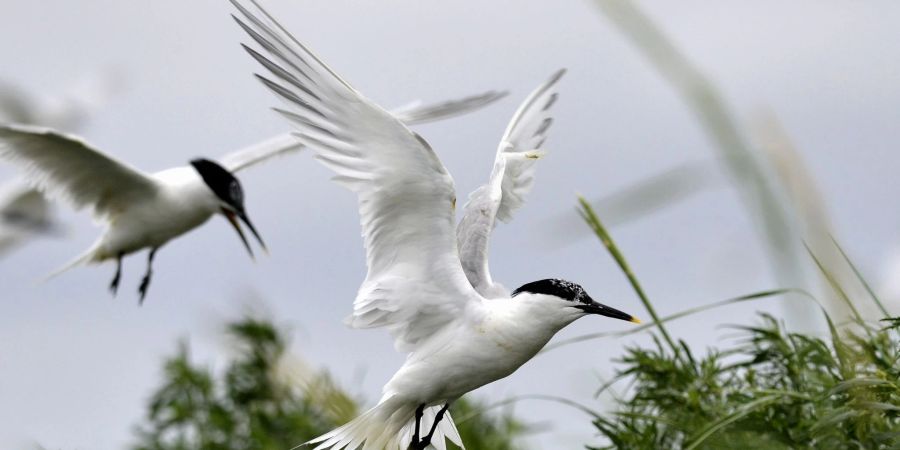 Brandseeschwalben haben ein weisses Gefieder, silbergraue Oberflügel, einen schwarzen Schnabel mit gelber Spitze und einen schwarzen Federschopf.