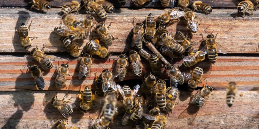 Bienen verlassen bei Sonnenschein einen Bienenstock auf dem Dach eines Gebäudes im Werksviertel München. Steigen die Temperaturen über zehn Grad, fliegen Bienen in der Regel aus.