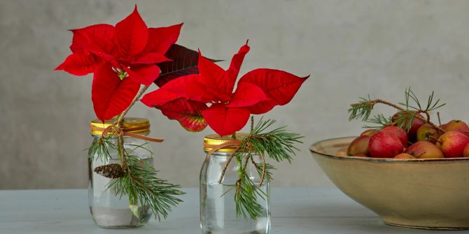 Weihnachtssterne Glas Äpfel Schale Deko