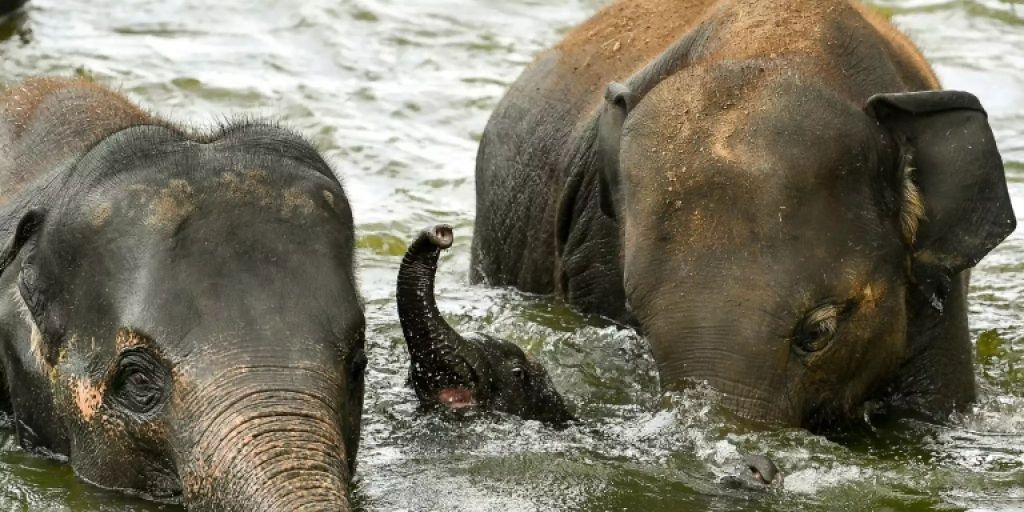 Elephant herd in China causes high crop damage