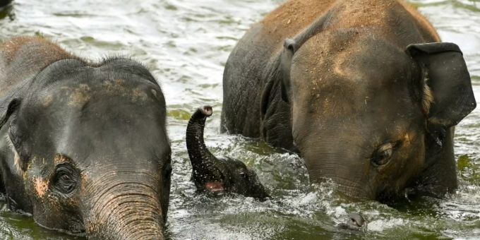 Die Forscher haben asiatische Elefanten in Nepal besucht. asiatische Elefanten