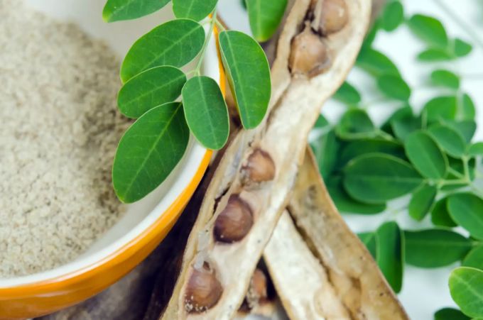 In Indien wird Moringa seit langen als ayurvedisches Heilkraut verwendet. Moringa