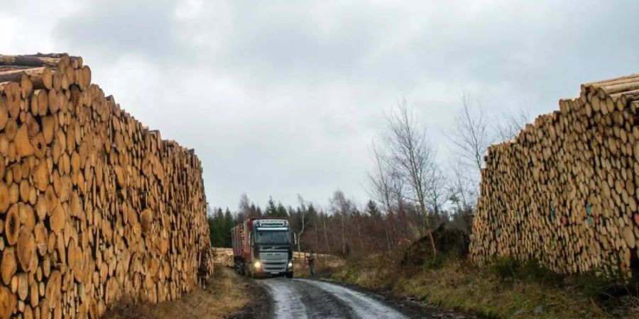 Stämme von Fichten einer gerodeten Waldfläche liegen auf dem Armeleuteberg im Stadtwald in Wernigerode zum Abtransport bereit. Foto: Klaus-Dietmar Gabbert/dpa-Zentralbild/dpa
