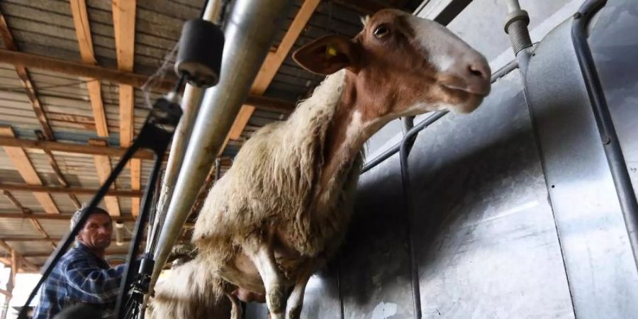 Hersteller in der Lebensmittelerzeugung setzen immer weniger Antibiotika bei ihren Tieren ein. Foto: Alberto Lingria/XinHua/dpa