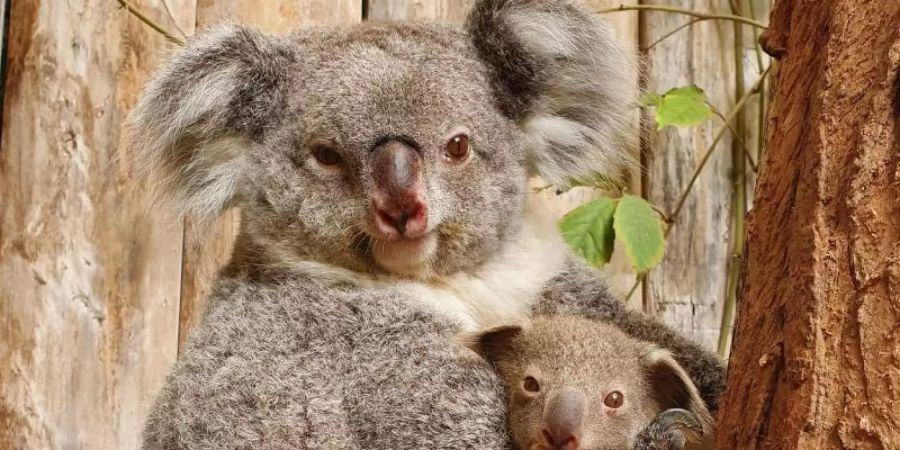 Das Baby-Koala mit seiner Mutter im Duisburger Zoo. Foto: Zoo Duisburg/dpa
