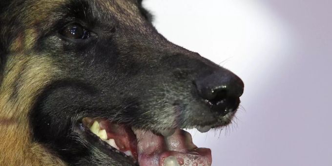 Der Kopf eines Belgischen Schäferhundes. In Österreich haben gestern zwei Militärhunde (Belgische Schäferhunde) ihren Militär-Hundeführer angefallen und tödlich verletzt. (Symbolbild) Militärhunde Österreich