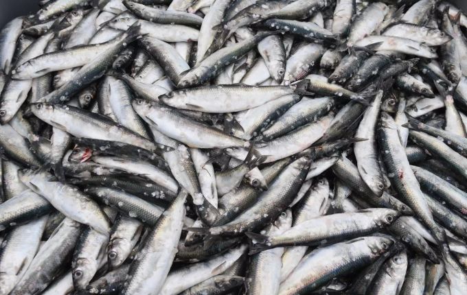 40'000 Tonnen Nordsehering kommen aus den Gewässern Grossbritaniens. Hering