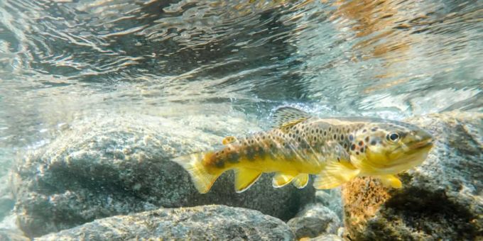 Weil jemand Farbe in einen Abwasserschacht geleert hat, ist es am Montagabend in Kriens LU zu einem Fischsterben gekommen. (Symbolbild) fisch