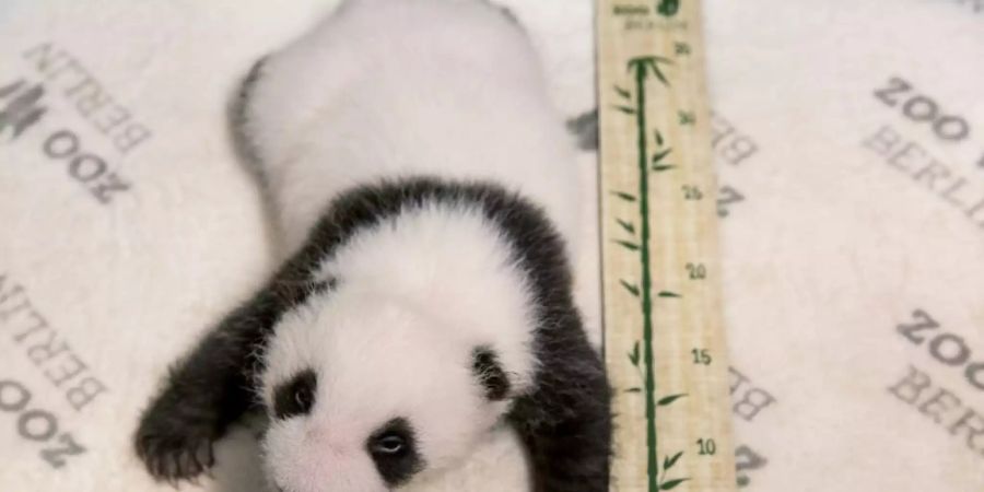 Pandababy in Berliner Zoo