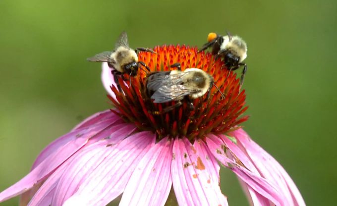Die Aargauer Polizei ermittelt gemeinsam mit Spezialisten. Bienen Gift Insektizit