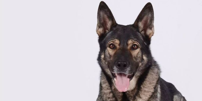 Polizeihund «Aryk von Firecatcher» spürte in einem Warenhaus in Wil SG einen Mann auf, der sich eingeschlichen und versteckt hatte. Polizeihund «Aryk von Firecatcher» spürte in einem Warenhaus in Wil SG einen Mann auf, der sich eingeschlichen und versteckt hatte.