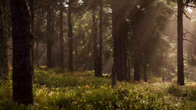 Mit Bewaldung gegen den Klimawandel. Blick in den Wald