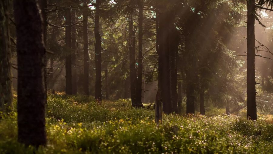 Blick in den Wald