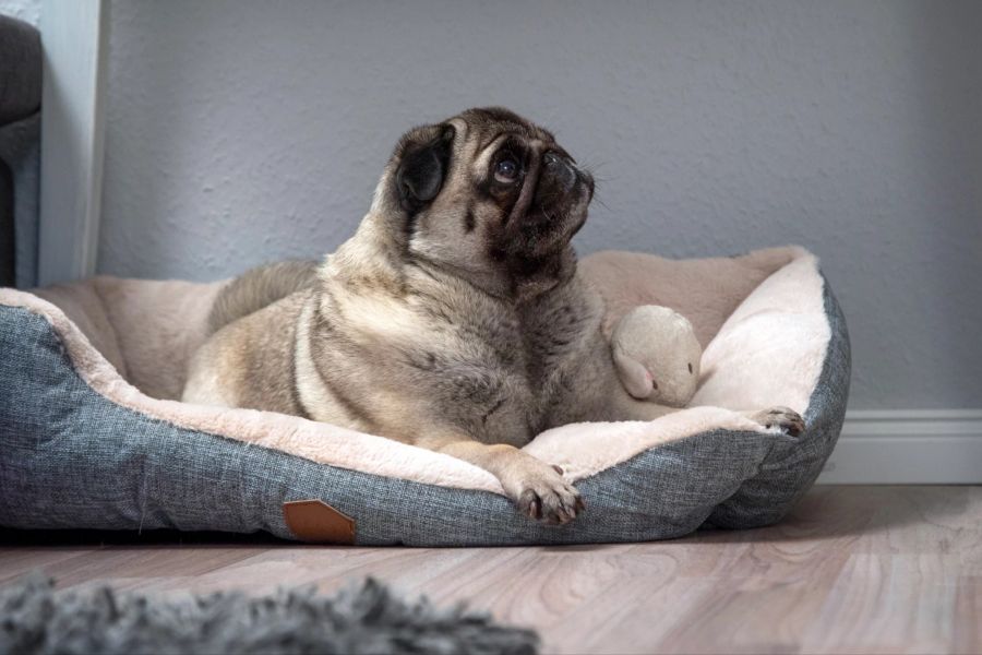 Hund im Körbchen